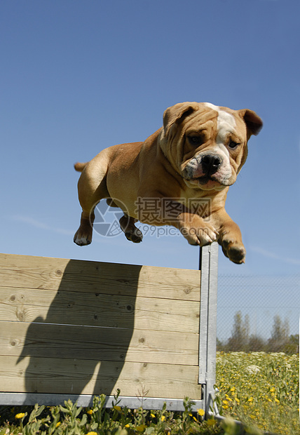 跳跃斗牛犬运动伴侣动物宠物斗牛犬英语棕色警卫图片