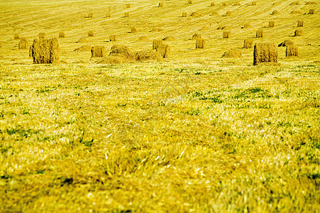 黄干草堆在夏末从作物中抽取的纯田地上城市土地农业燕麦小麦收获橙子大麦草地场地图片