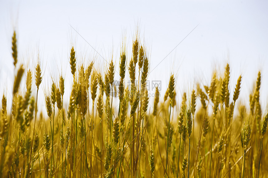 种子收获前的解决方法是怎样样的?