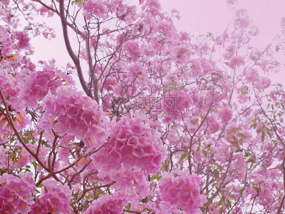 粉红甜蜜的梦幻感觉公园生长天空野花投标花园植物群花瓣叶子情绪图片