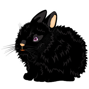 漂亮的黑兔子的插图图片