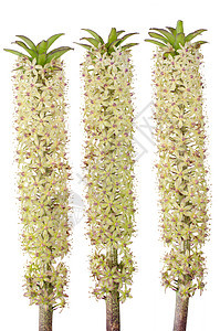 Eucomis 花朵白色星星灯泡工作室绿色双色温室盆栽星形热带图片