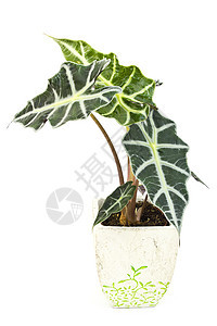 Alocasia 花盆里的孤立花朵植物叶子植物学白色享受绿色植物群园艺花园房间图片