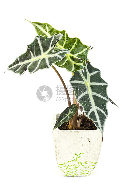 Alocasia 花盆里的孤立花朵植物叶子植物学白色享受绿色植物群园艺花园房间图片