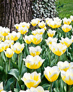 Tulips  雅普根品种植物栽培边界季节花园场地阳光花瓣植物群叶子图片