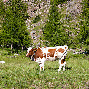 奶牛和意大利阿尔卑斯山场景牛肉草地牧场国家农场岩石高山牛奶风景图片