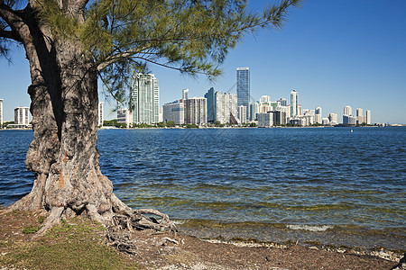 迈阿密的树木和天线图片