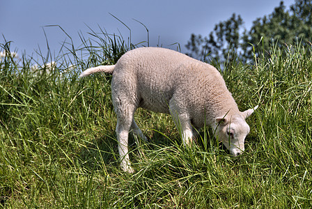 青草中的绵羊图片