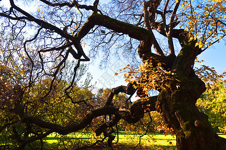秋天的树枝太阳橙子小径环境阳光晴天植物公园叶子树木图片
