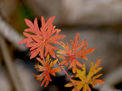 高地结构嫩叶木材树叶树花叶子花朵果树图片