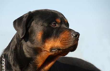 罗威纳犬警卫动物眼睛伴侣黑色攻击忠诚朋友宠物危险图片