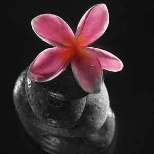 弗朗比帕尼冥想温泉黑色岩石石头治疗平衡粉色反射花瓣图片
