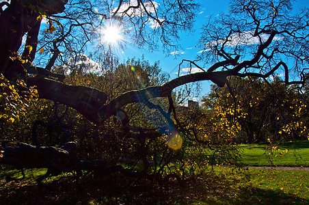 秋天植物园落叶时的树和阳光图片