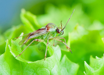 Mirid 虫子对沙拉叶的前视线臭虫眼睛翅膀野生动物昆虫花园叶子昆虫学灌木植物图片