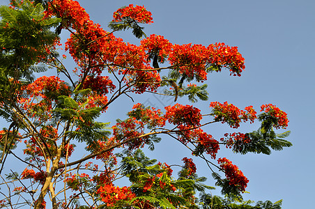 波因西亚纳王室植物群情调花瓣树叶花园异国橙子热带羽状图片