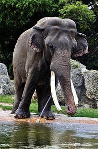 干枯大象口渴哺乳动物灰色大皮动物动物园树干图片