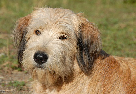 皮雷纳牧羊人家庭牧羊犬动物宠物狮鹫朋友图片