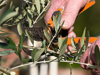 橄榄树工具剪切修剪剪刀男人垂耳叶子农场背景图片
