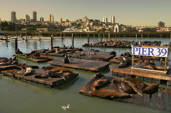 39号码头的漂浮平台上的海豹图片