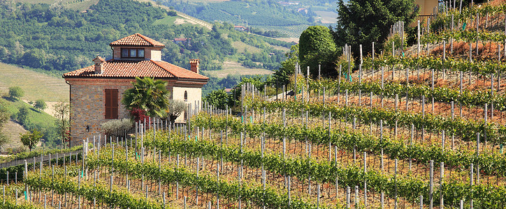 山上的房子和意大利北部的葡萄园图片
