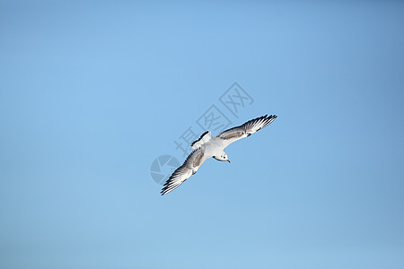 飞行中的海鸥乐趣鸟类翅膀荒野太阳猎人晴天猎物休息苍鹭图片