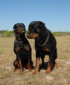 两只鼠小狗警卫黑色动物衣领宠物伴侣女性犬类男性图片