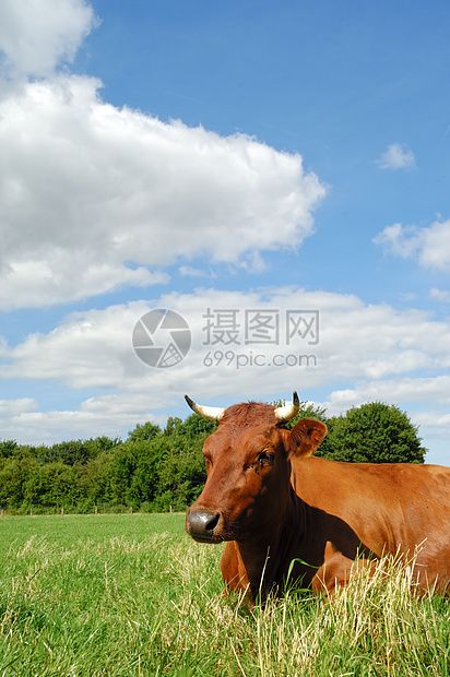 奶牛动物国家场地家畜农场农村农业牧场喇叭天空图片