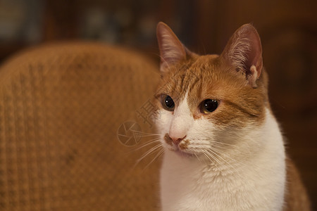 欧洲猫的年轻雄性猫科动物摄影动物照片哺乳动物单数宠物外观灰色水平图片