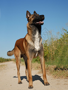 正在收看麦地诺病牧羊犬警卫动物伴侣眼睛宠物朋友棕色图片