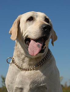 拉布拉多检索器朋友天空婴儿动物衣领猎犬孩子蓝色警卫小狗图片