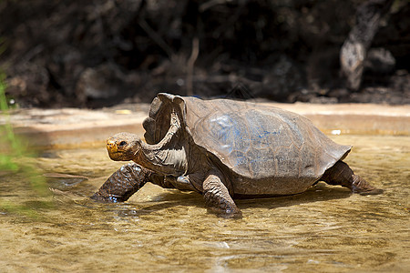 加拉帕戈斯乌龟灭绝动物野生动物脖子公园动物群涉水爬虫恐龙植物图片