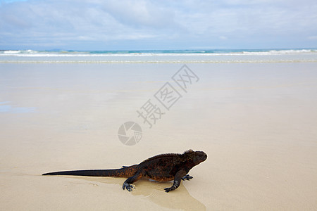 加拉帕戈斯海洋Iguana镜像眼睛濒危生物怪物蜥蜴鬣蜥情调海滩爬虫图片