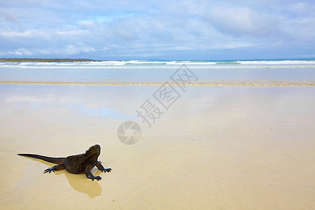 加拉帕戈斯海洋Iguana情调野生动物脊椎动物爬虫热带眼睛海岸海滩镜像怪物图片