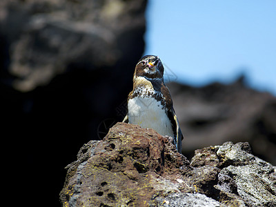 加拉帕戈斯企鹅蹼状海洋观鸟荒野公园野生动物羽毛好奇心翅膀国家图片