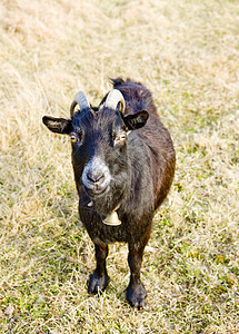 美国佛蒙特州山羊国家动物学畜牧业家畜农村动物农业草地哺乳动物农场图片
