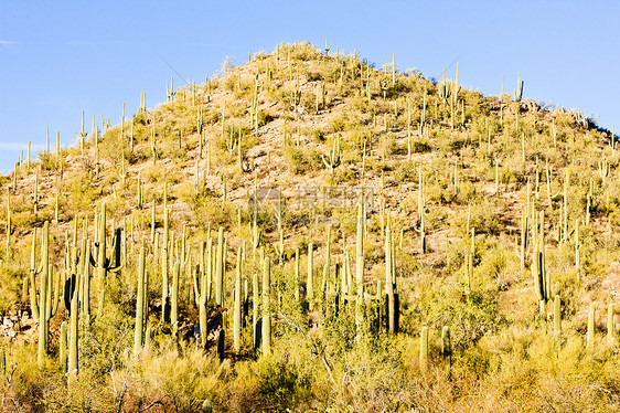 美国亚利桑那州萨瓜罗国家公园肉质风景沙漠世界旅行植物植物群位置植物学植被图片