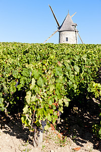 法国波尔多州Blaignan附近有风车的葡萄园建筑生产藤蔓葡萄世界地区作物乡村酒业农业图片