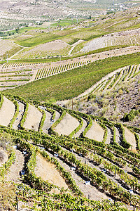 葡萄牙杜罗谷的葡萄树植物群葡萄乡村国家农村葡萄园风景酒业栽培农业图片