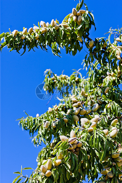 葡萄牙杏树 葡萄牙静物收成农业坚果作物树叶植物外观植物群植被图片