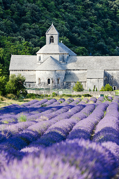 法国普罗旺斯 用熏衣草地建造的塞南克修道院紫色植物群种植园紫丁香场地外观世界教会历史性植物图片