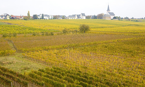 霍赫海姆Hohheim 德国里英豪农村位置酒业乡村栽培教堂国家葡萄园旅行葡萄图片