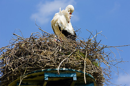 荷兰斯托克动物鸟类外观野生动物荒野动物群动物学图片