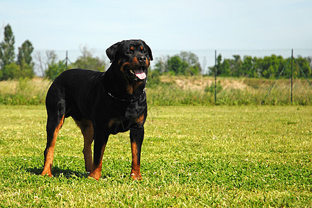 罗威纳犬女性警卫犬类危险男性黑色动物攻击伴侣宠物图片