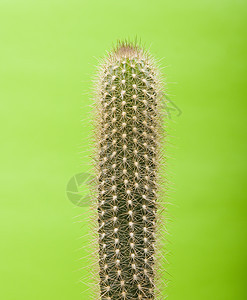 仙地生长植物尖刺绿色沙漠图片