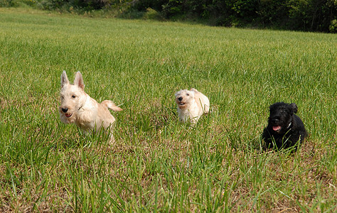 苏格兰小狗草地场地宠物猎犬犬类动物图片