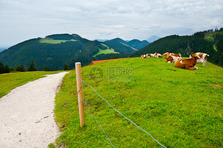 草地上的牛放牧图片