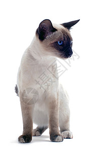 西亚小猫工作室白色动物爪子宠物图片