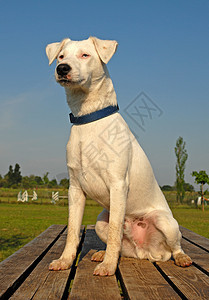 杰克 鲁塞尔梯列白色犬类猎狗动物衣领宠物图片