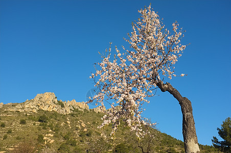 鲜花杏树阳光晴天水平山脉图片