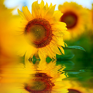 明黄色向日向日葵生长场景自由农业花朵向日葵晴天植被乡村植物群图片